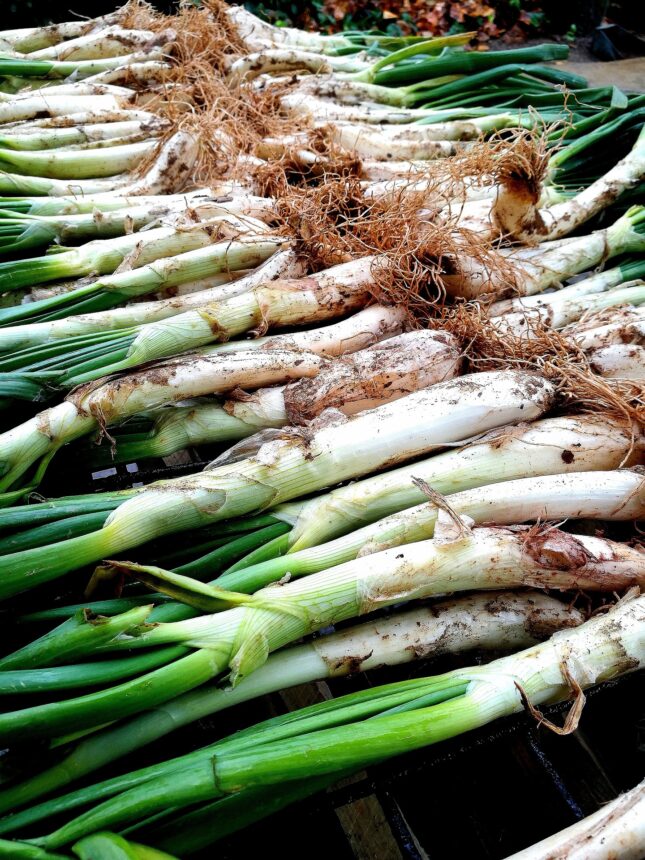 Calçots con Salsa Romesco